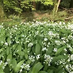Woodstock Courtyard Daire Inistioge