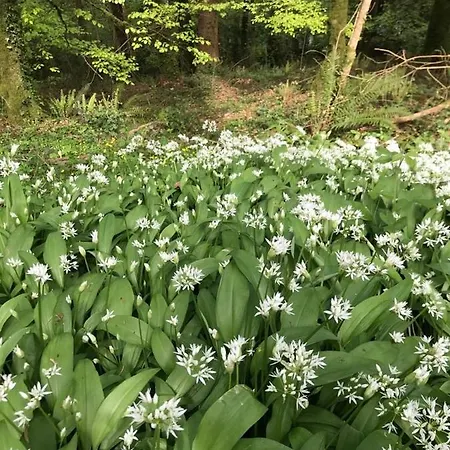 Woodstock Courtyard شقة Inistioge