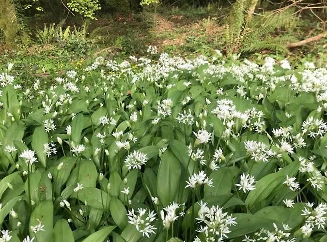 Woodstock Courtyard Apartmán Inistioge