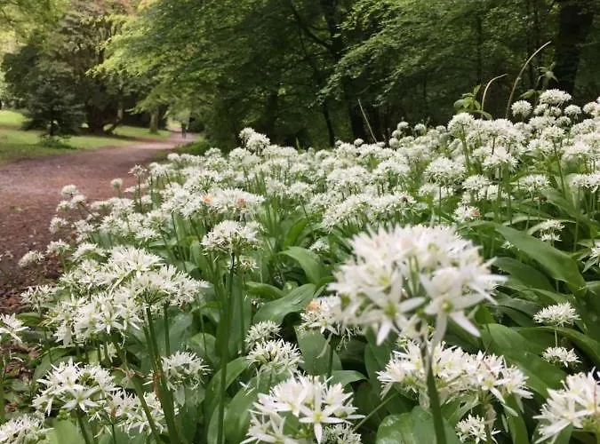 Apartmán Woodstock Courtyard Inistioge